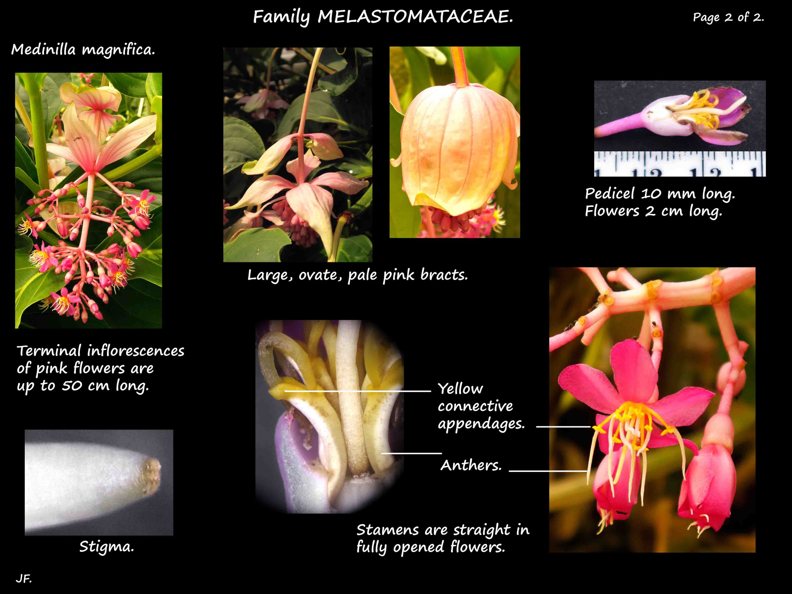 2 Medinilla magnifica flowers